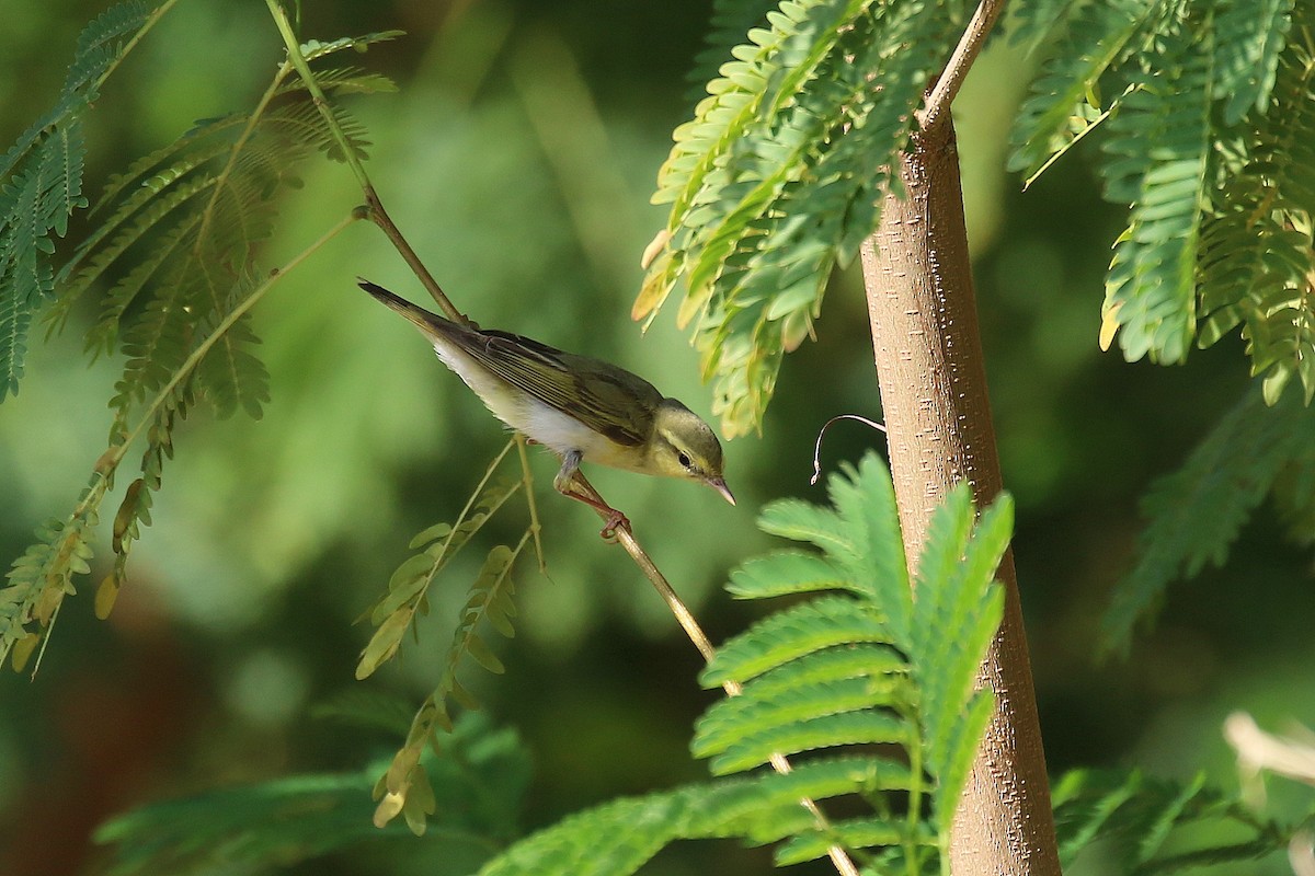 Wood Warbler - Chris Kehoe