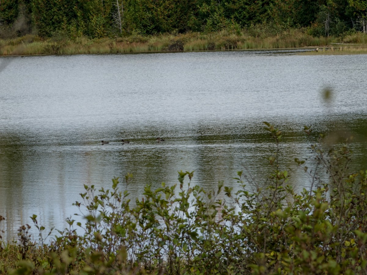 Bald Eagle - ML624116016