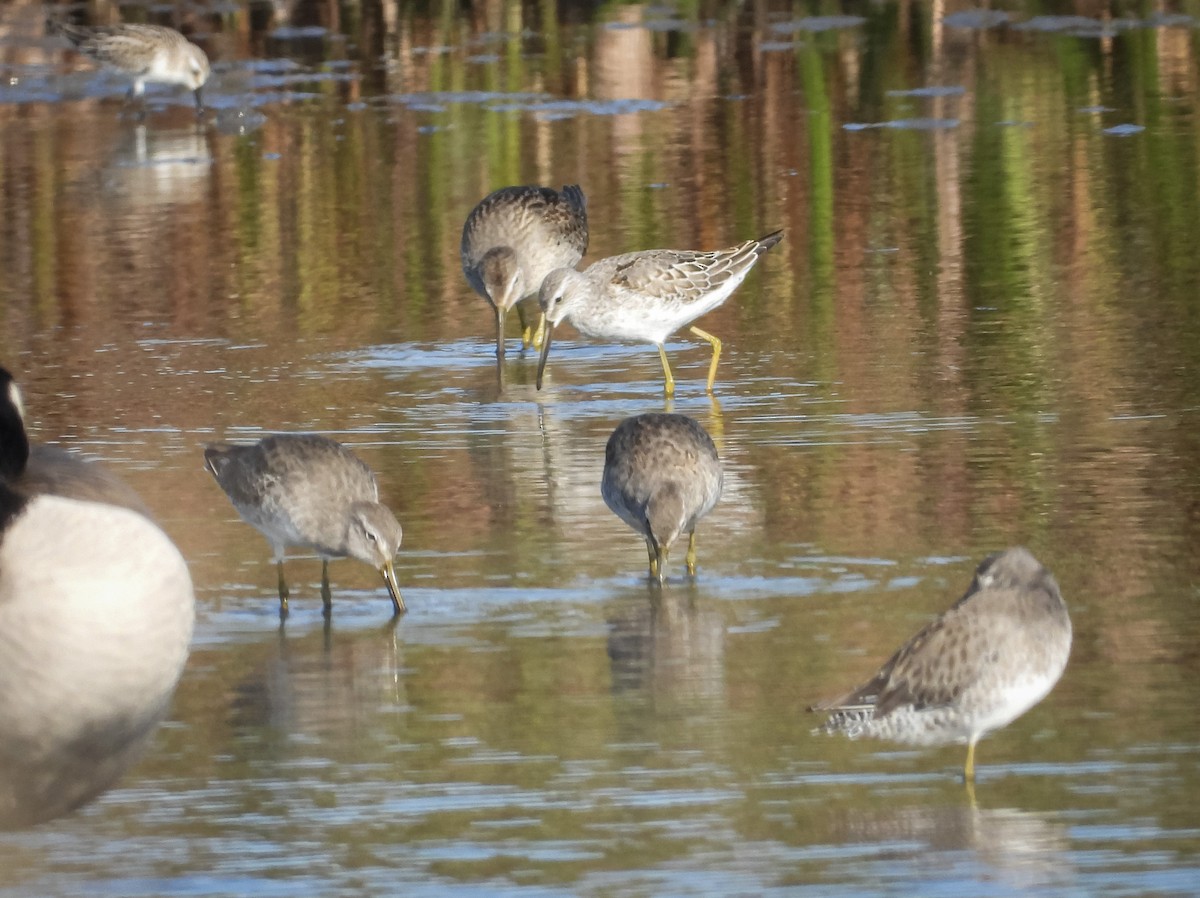 Stilt Sandpiper - ML624116017