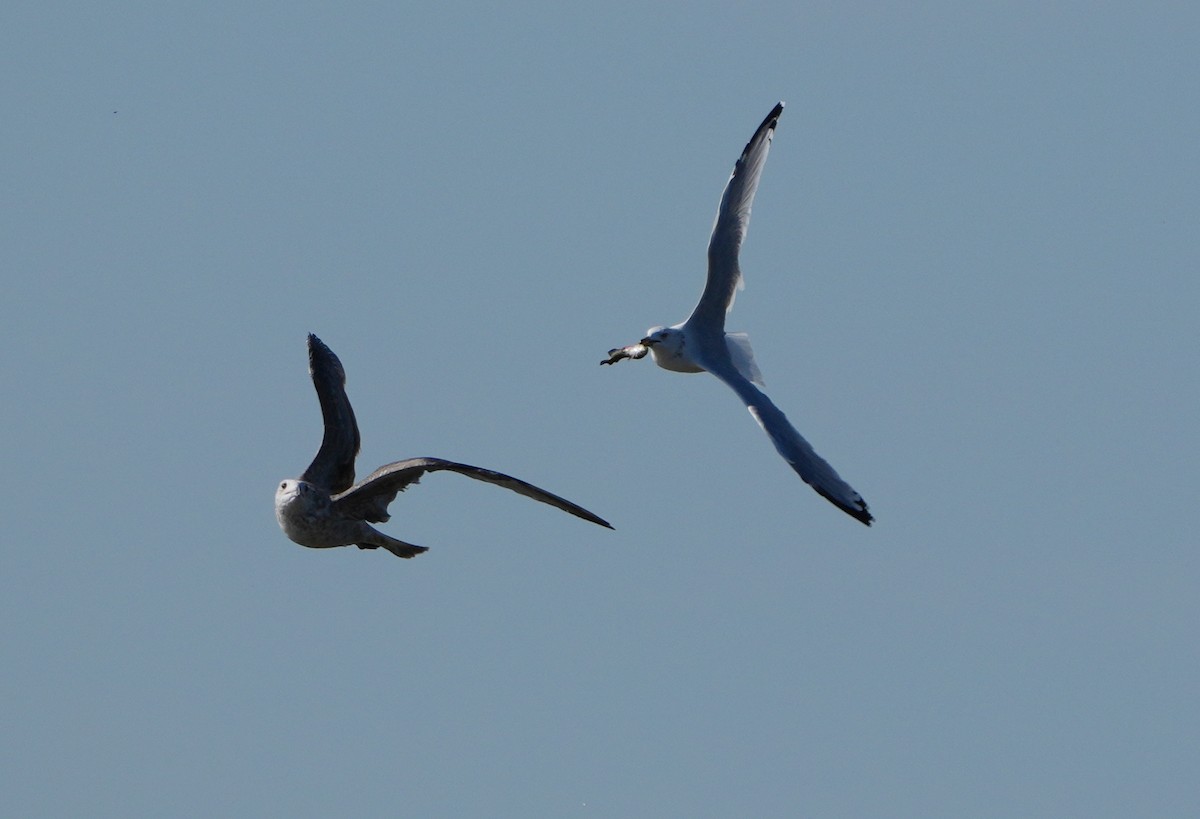 Herring Gull - ML624116018