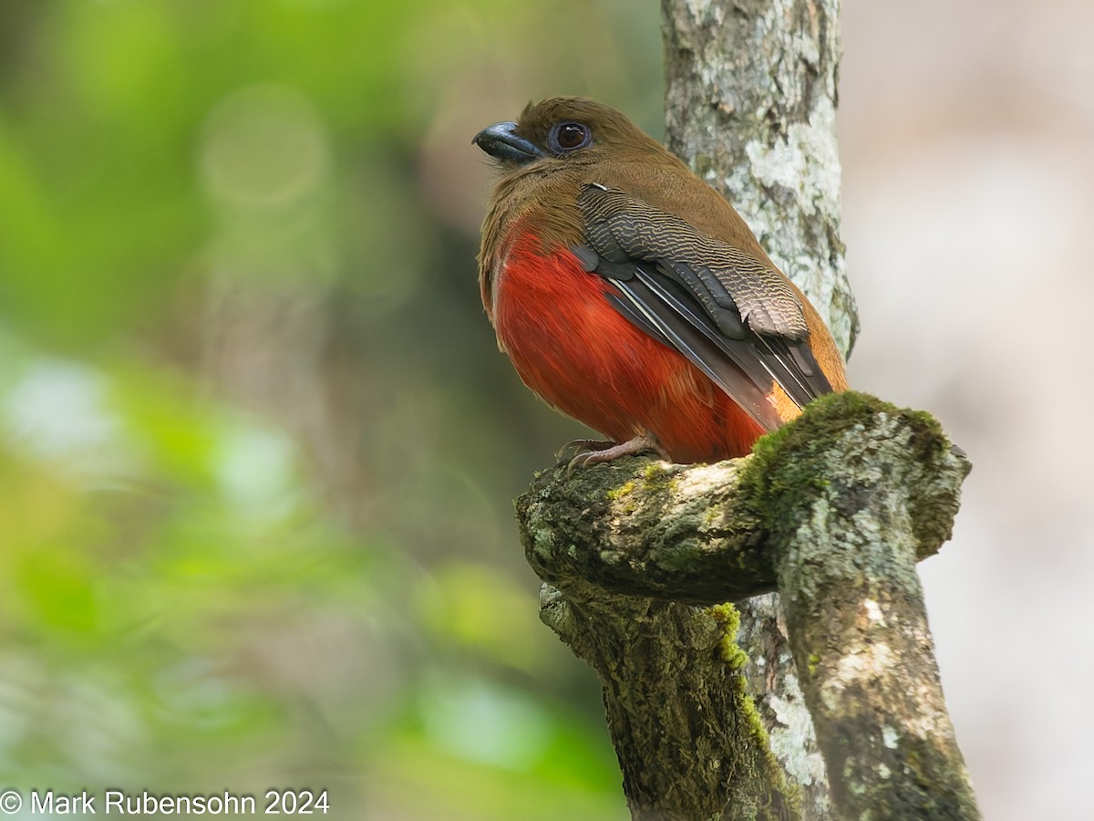 Red-headed Trogon - ML624116022