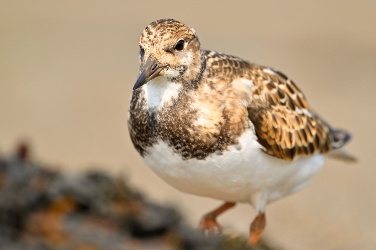 Ruddy Turnstone - ML624116035