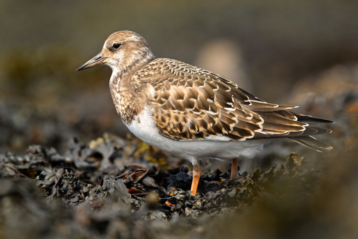 Ruddy Turnstone - Serge Rivard