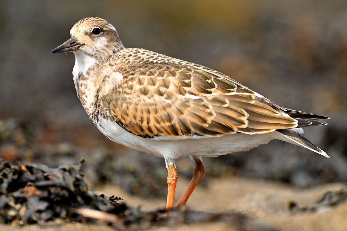 Ruddy Turnstone - ML624116054