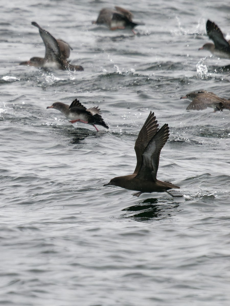 Sooty Shearwater - Randy Harrod