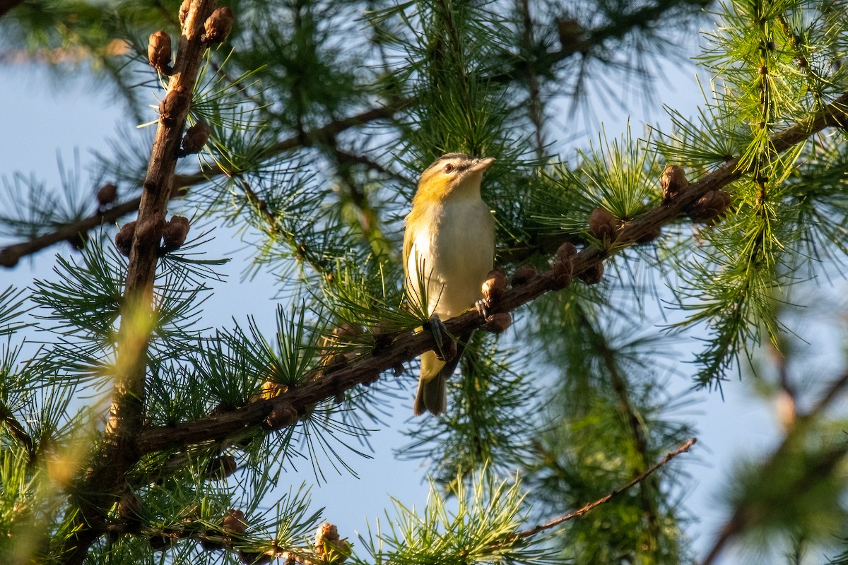 Vireo Ojirrojo - ML624116058