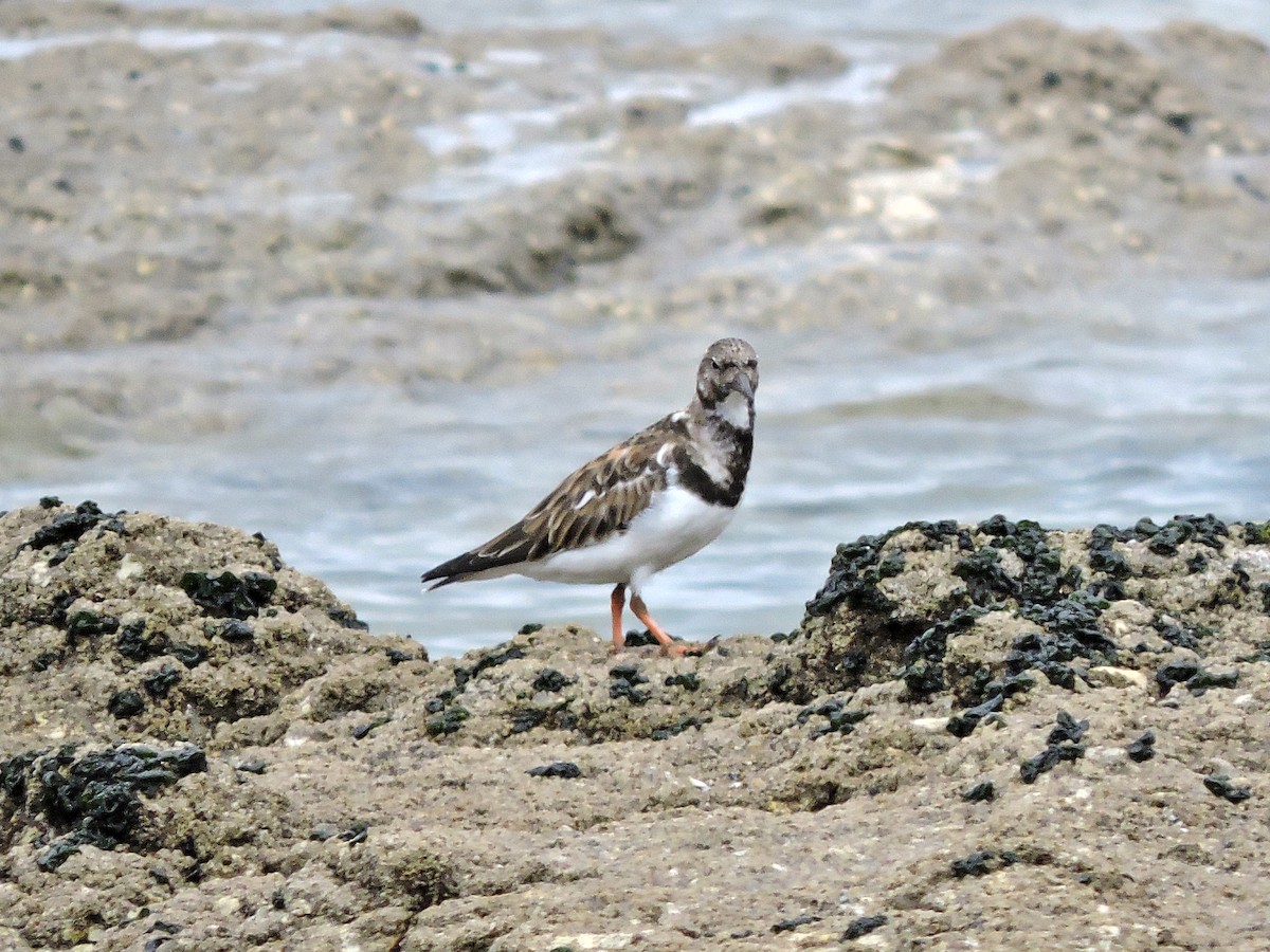 Ruddy Turnstone - ML624116066