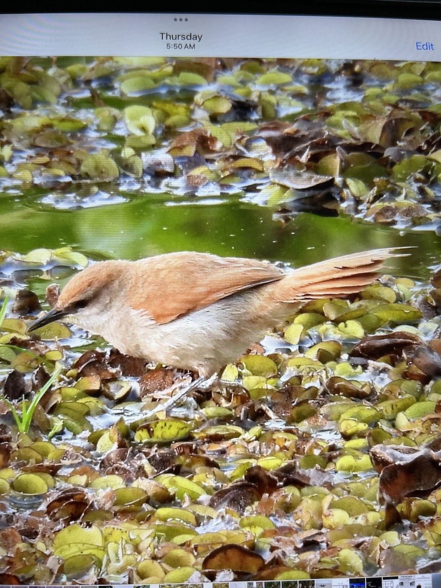 Yellow-chinned Spinetail - ML624116067