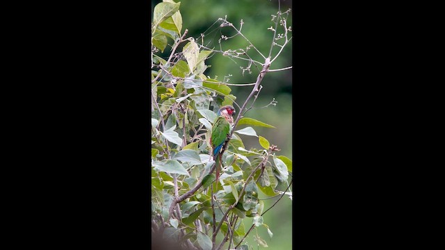 アカオウロコインコ - ML624116073