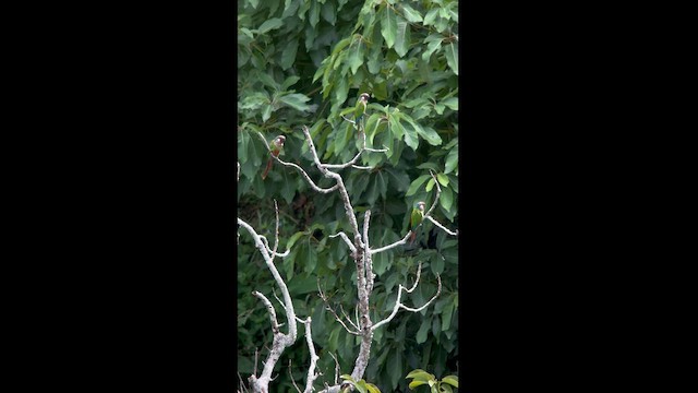 アカオウロコインコ - ML624116074