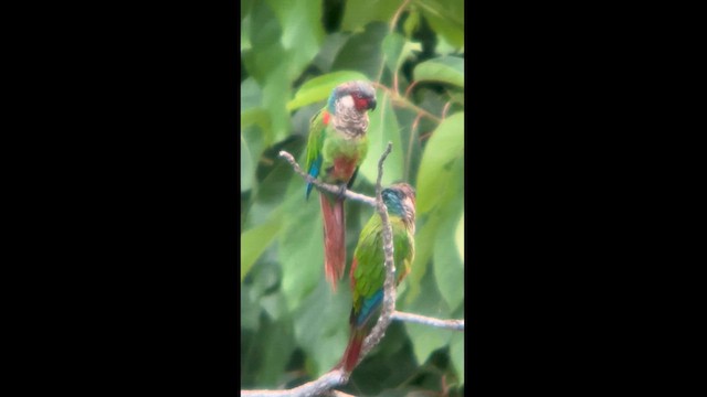 アカオウロコインコ - ML624116075