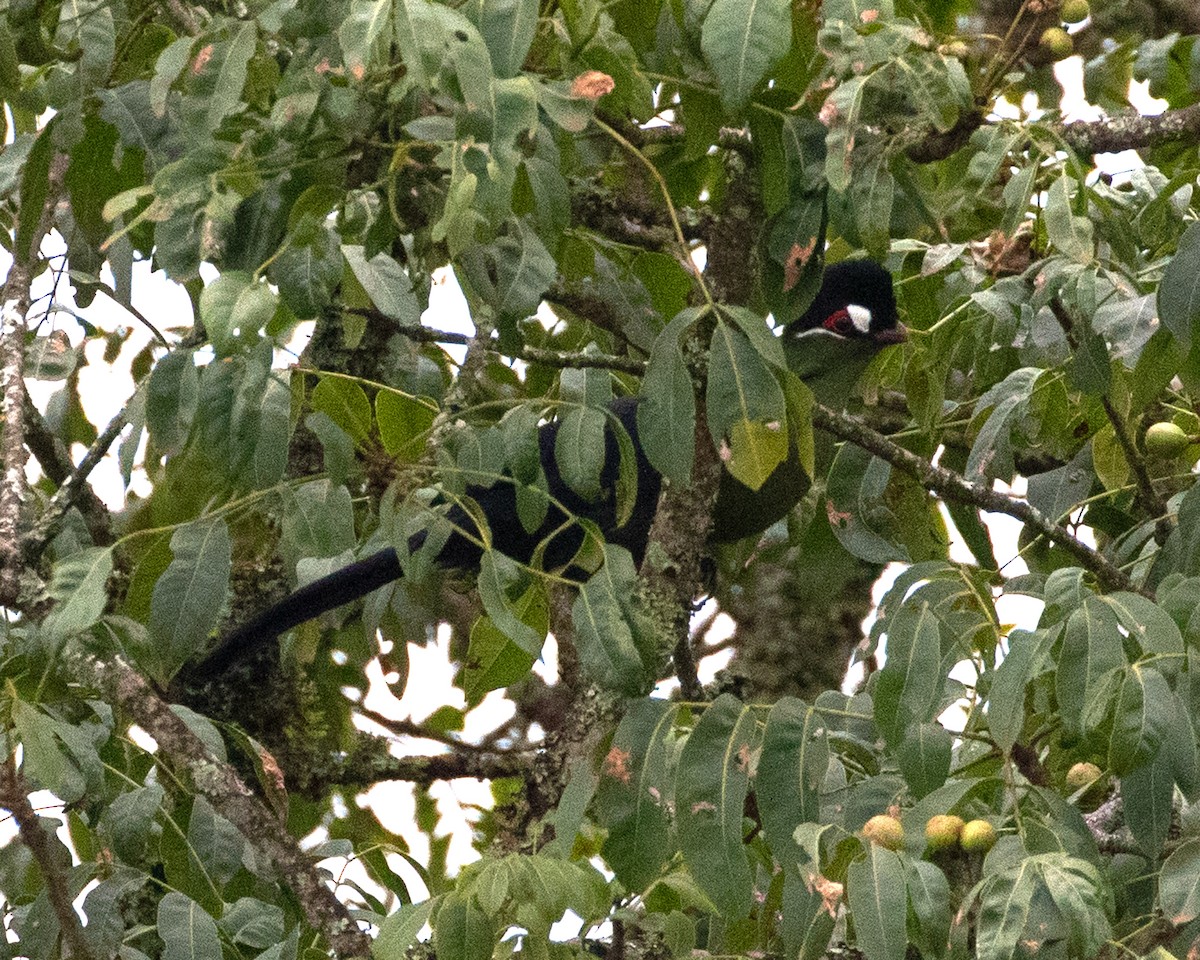 Hartlaub's Turaco - ML624116081