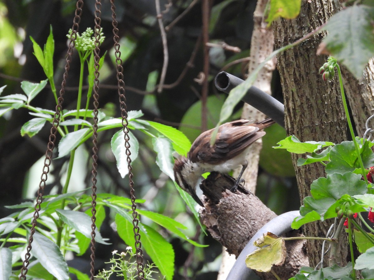 Bicolored Wren - ML624116083