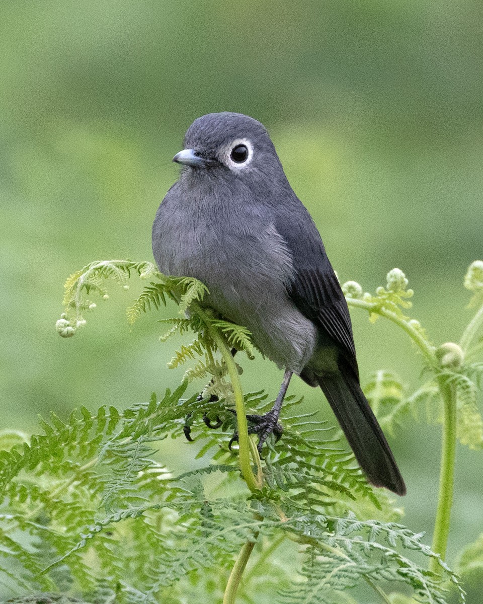 White-eyed Slaty-Flycatcher - ML624116099