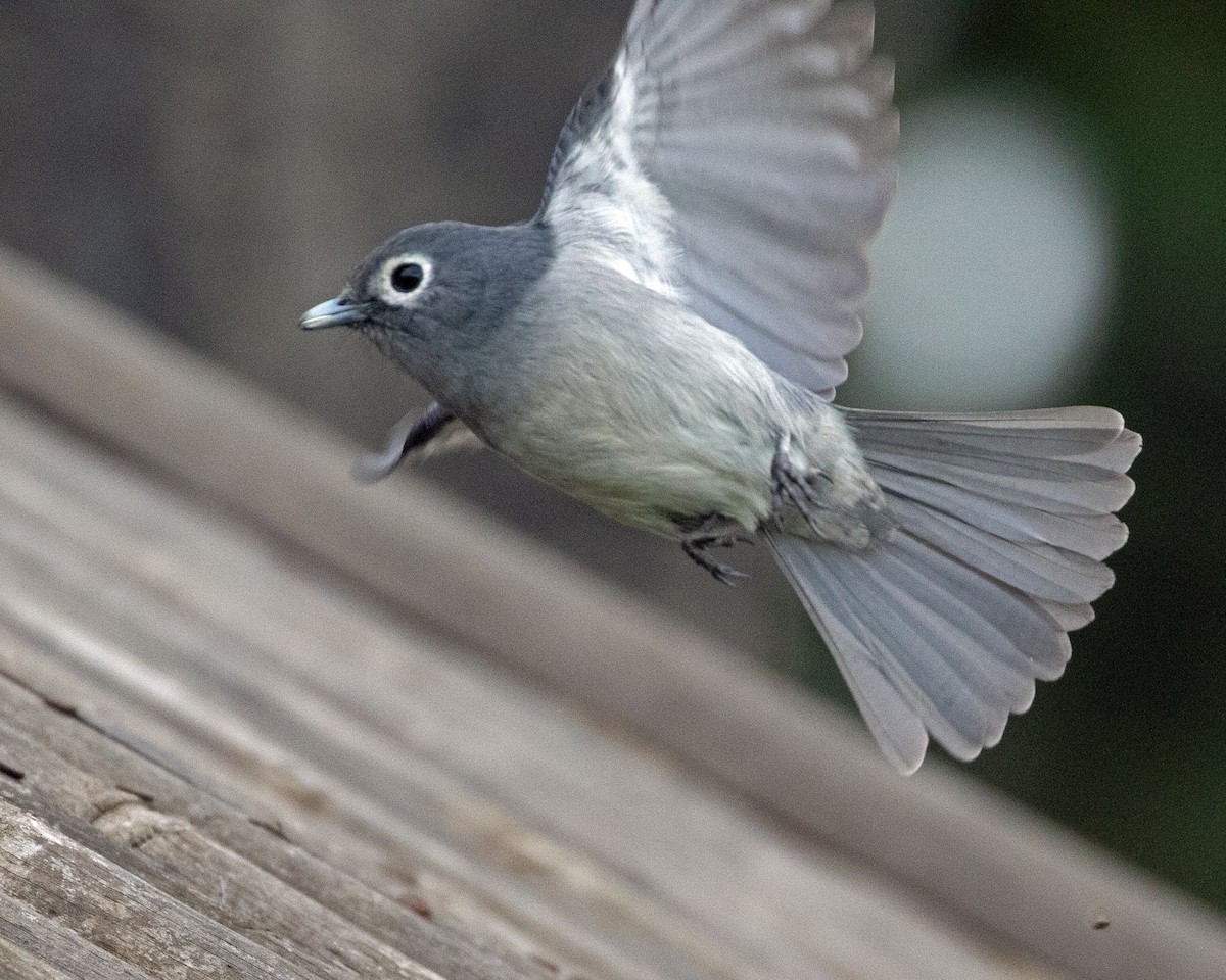 White-eyed Slaty-Flycatcher - ML624116100