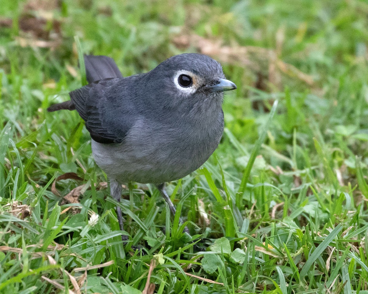 White-eyed Slaty-Flycatcher - ML624116103