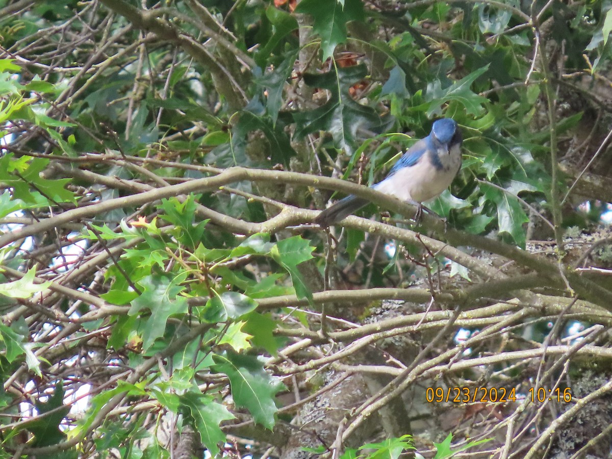 California Scrub-Jay - ML624116114