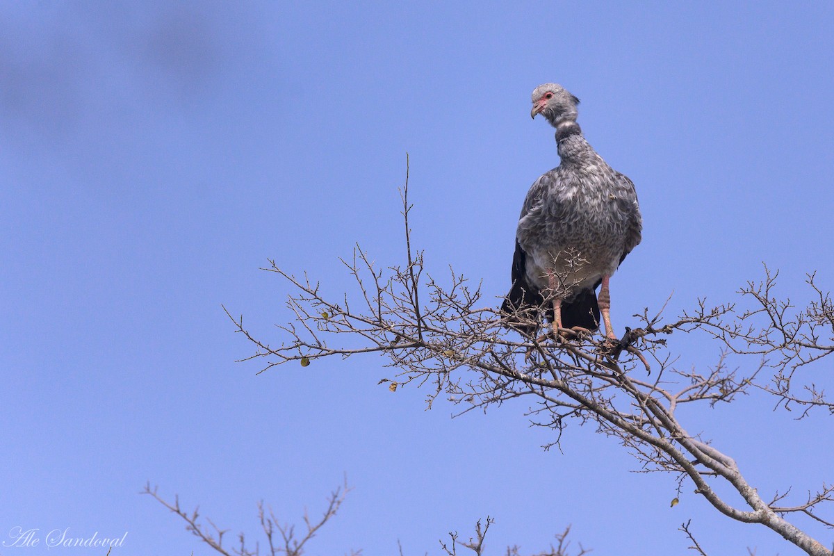 Southern Screamer - ML624116127