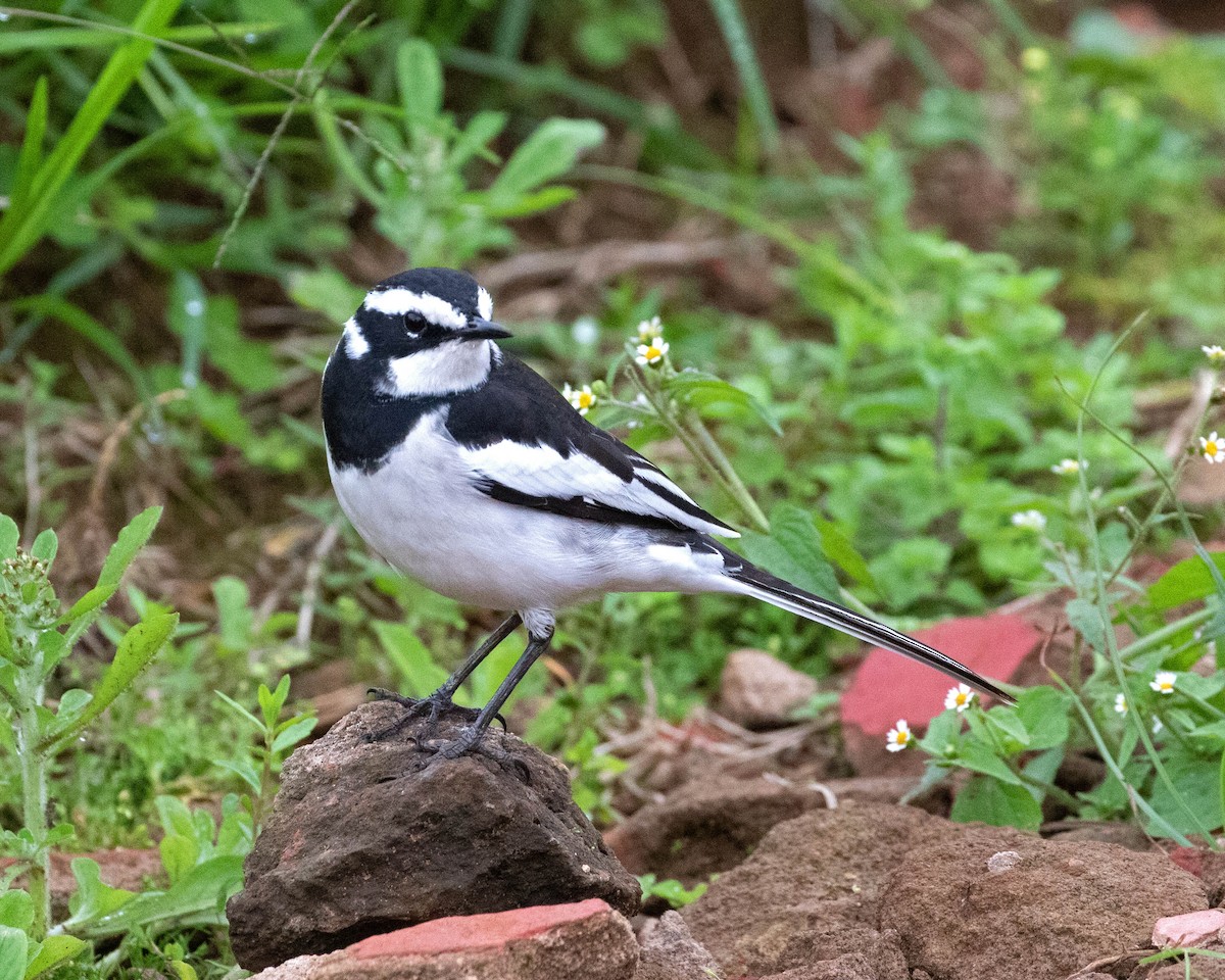 African Pied Wagtail - ML624116133