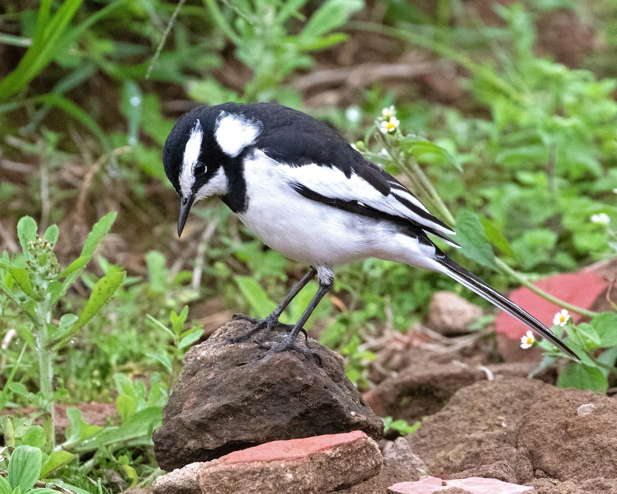 African Pied Wagtail - ML624116134