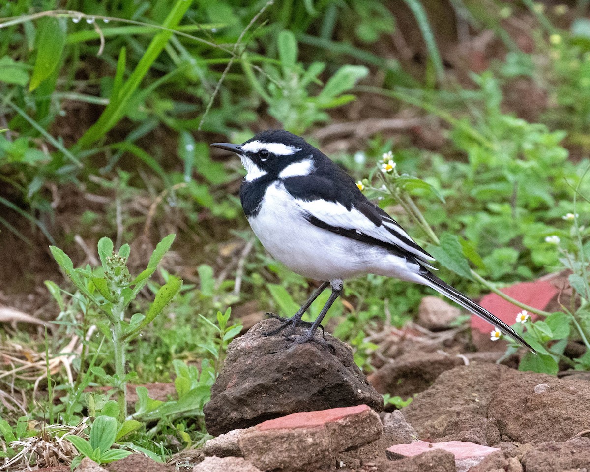 African Pied Wagtail - ML624116135