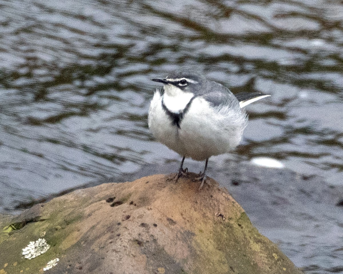 Mountain Wagtail - ML624116138