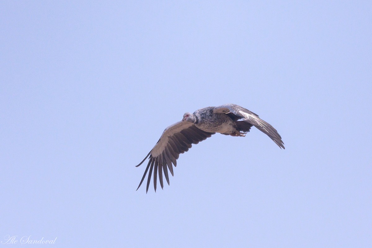 Southern Screamer - ML624116140