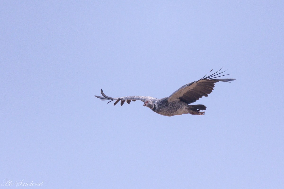 Southern Screamer - ML624116141