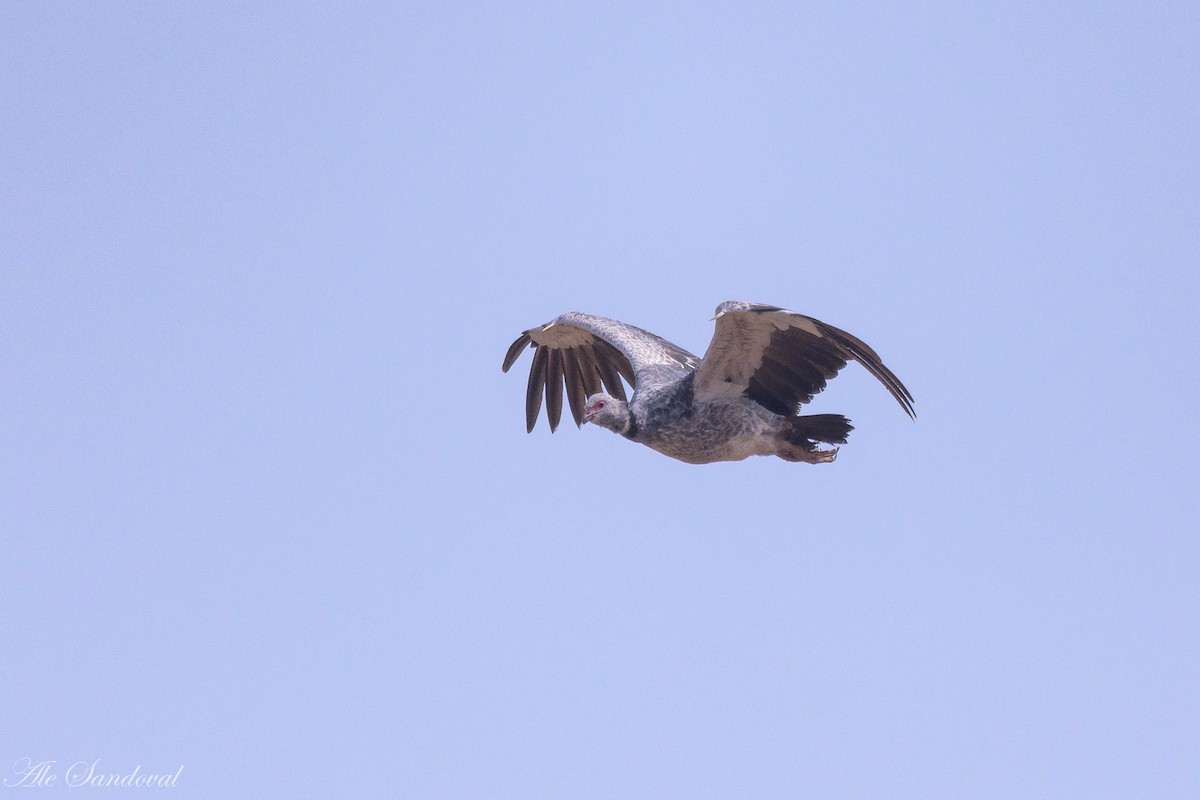 Southern Screamer - ML624116142