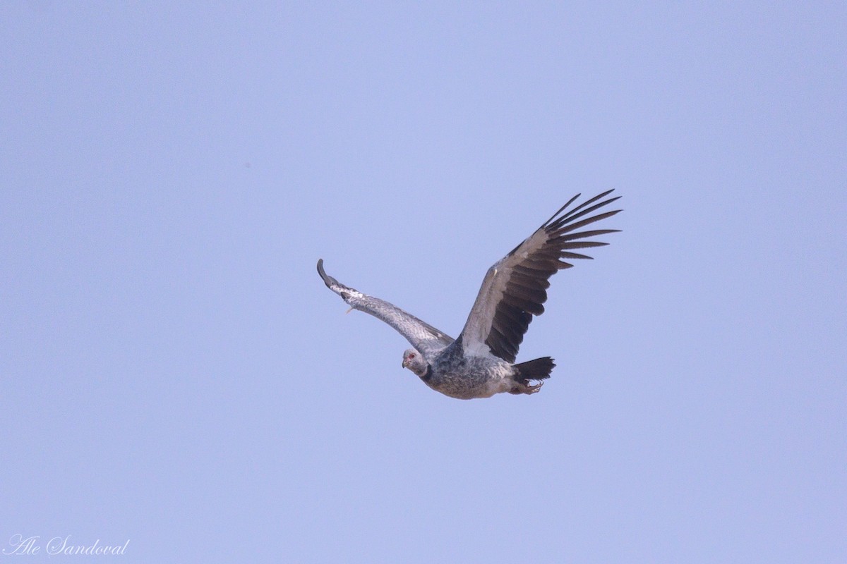 Southern Screamer - Alejandro Sandoval