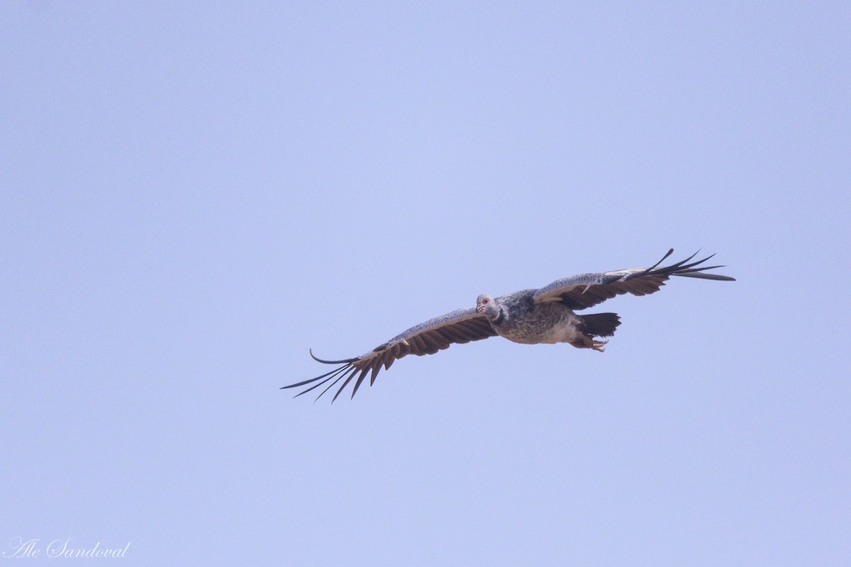 Southern Screamer - ML624116144