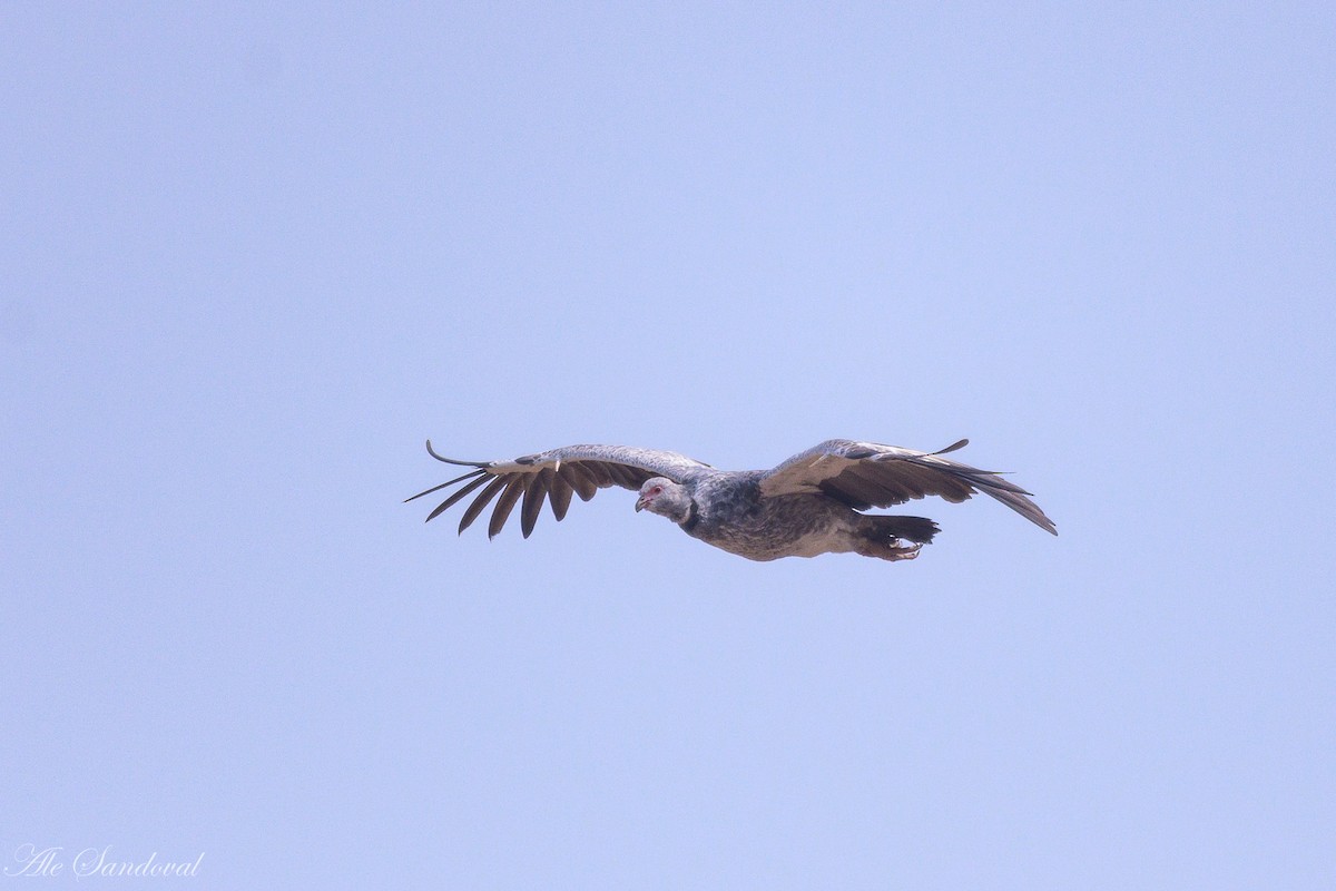 Southern Screamer - Alejandro Sandoval