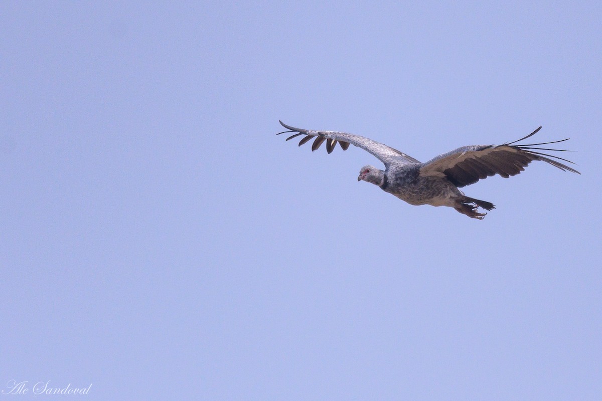 Southern Screamer - ML624116146