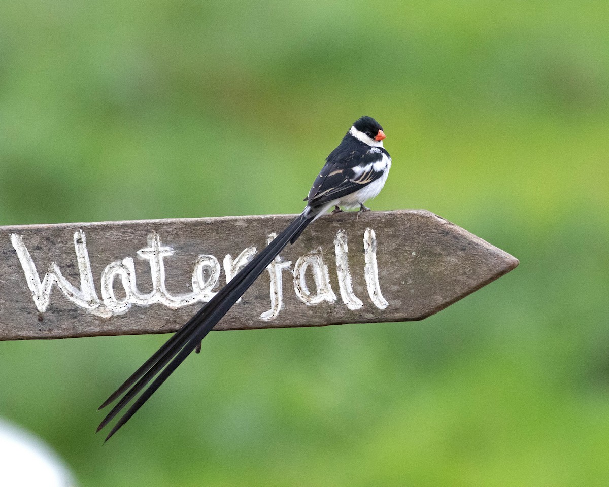 Pin-tailed Whydah - ML624116150