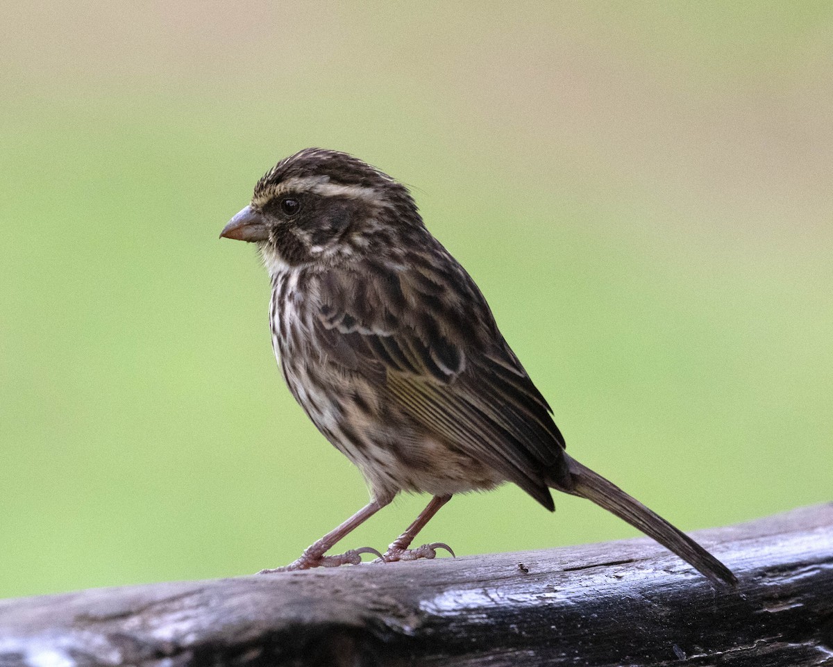 Streaky Seedeater - ML624116153