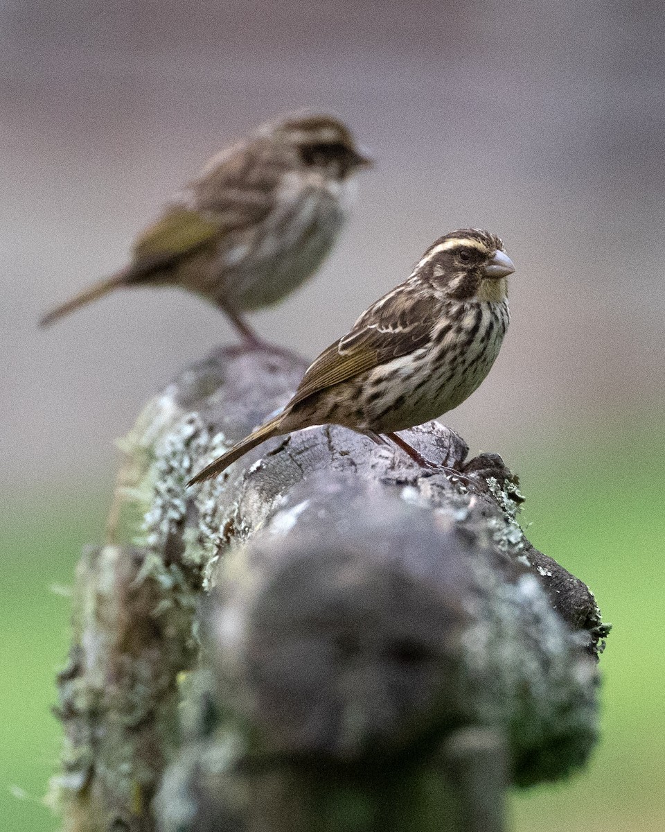 Streaky Seedeater - ML624116154