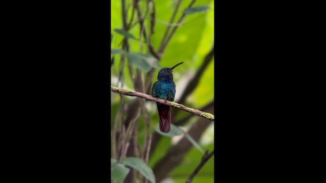 Colibrí Lazulita - ML624116155