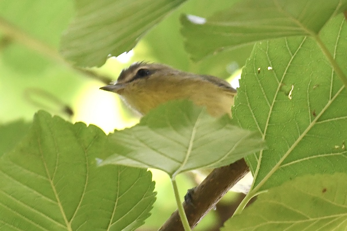 Philadelphia Vireo - ML624116160