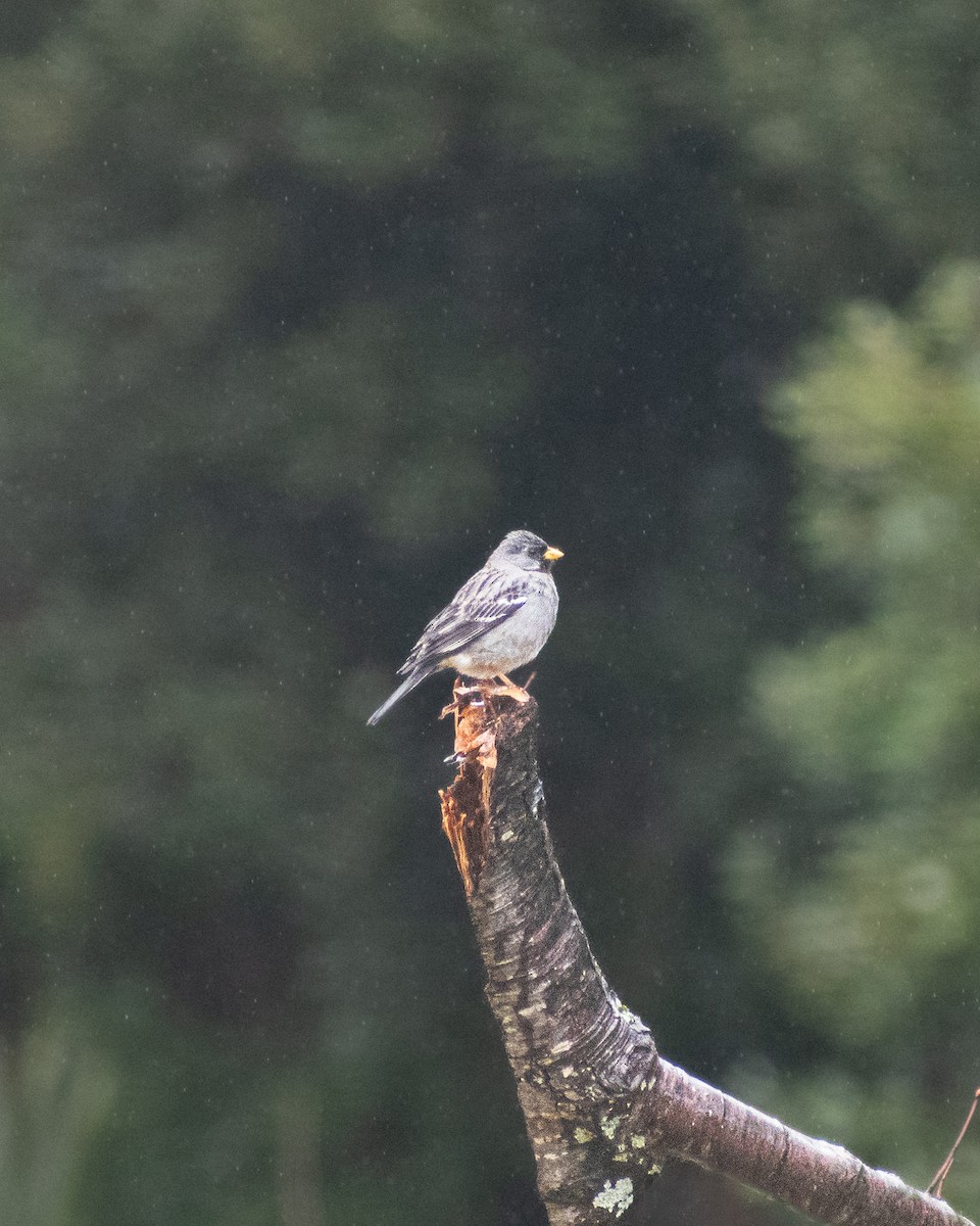 Mourning Sierra Finch - ML624116165