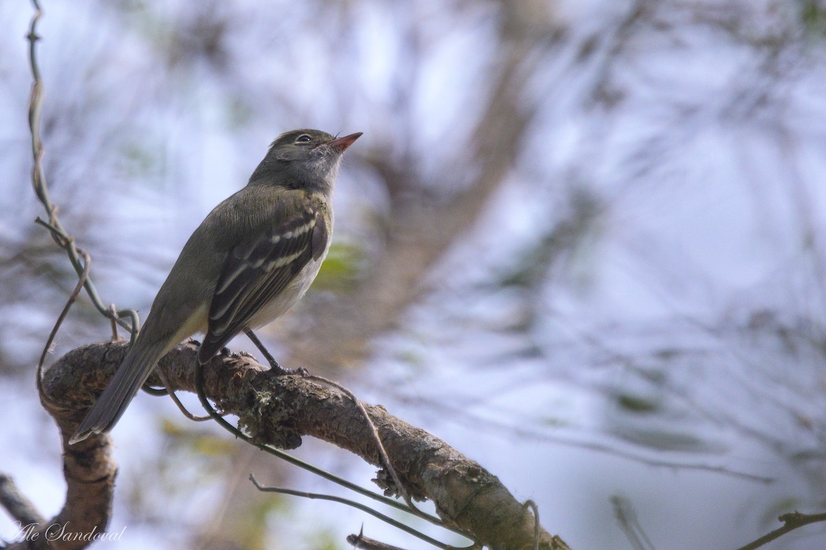 Small-billed Elaenia - ML624116184