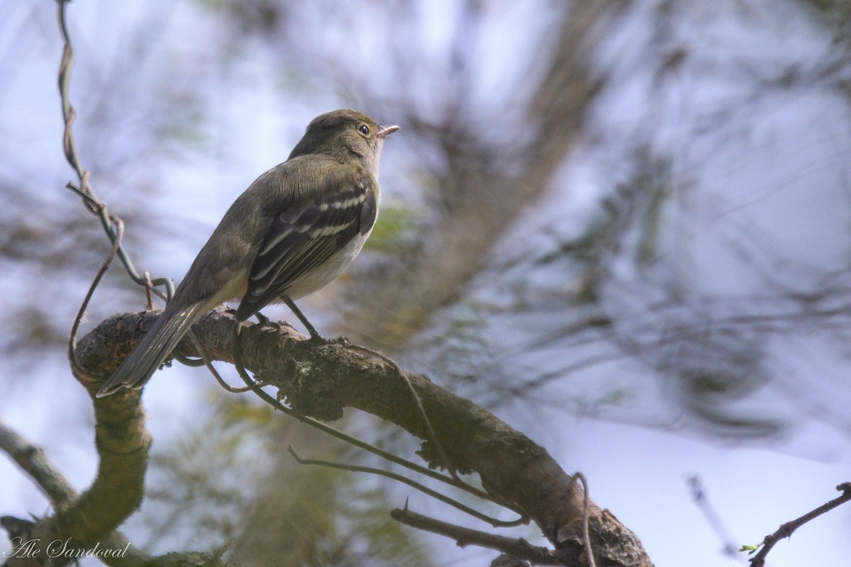 Small-billed Elaenia - ML624116185