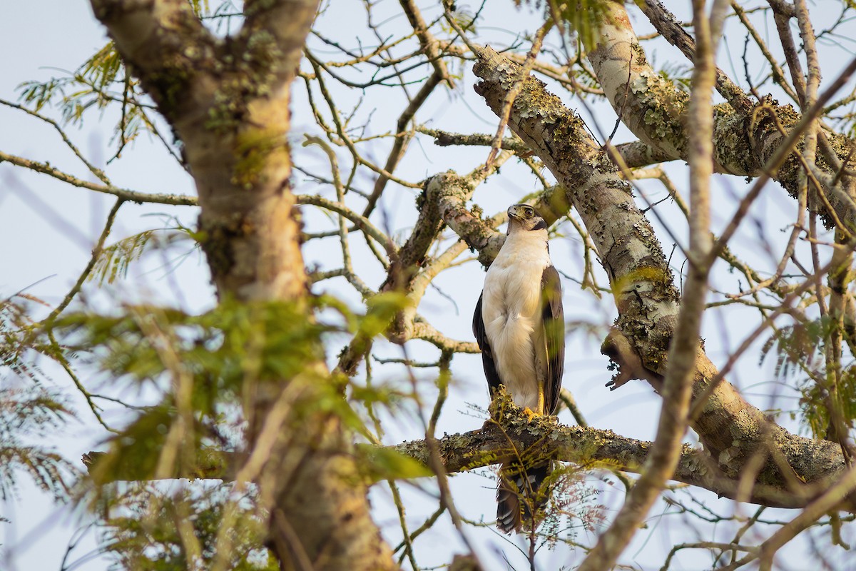 Collared Forest-Falcon - ML624116187