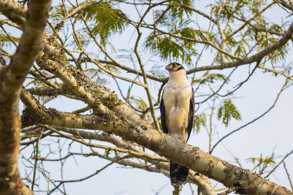 Collared Forest-Falcon - ML624116188