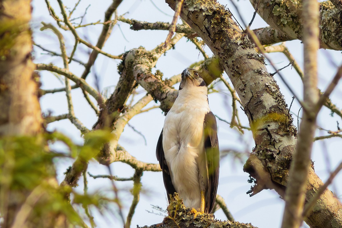 Collared Forest-Falcon - ML624116189