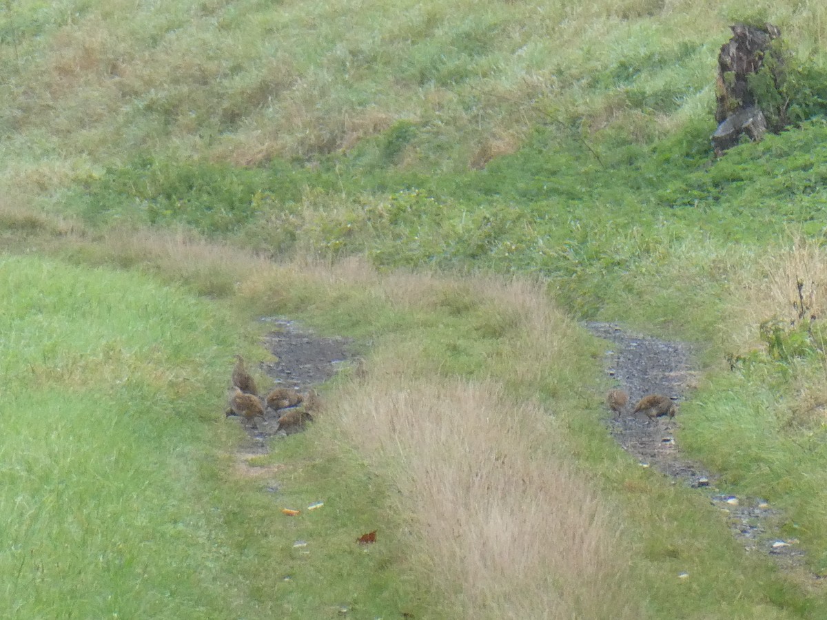 Gray Partridge - ML624116207