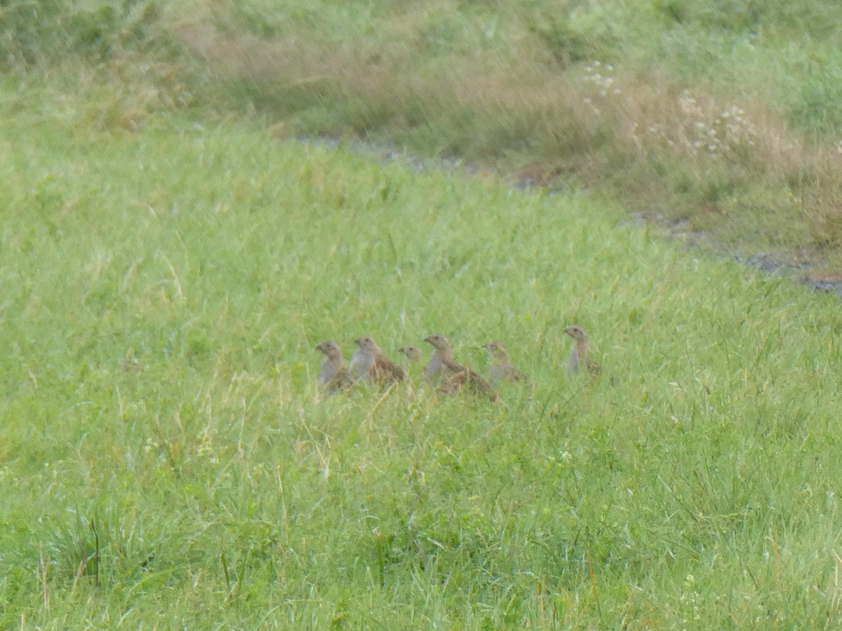 Gray Partridge - ML624116208