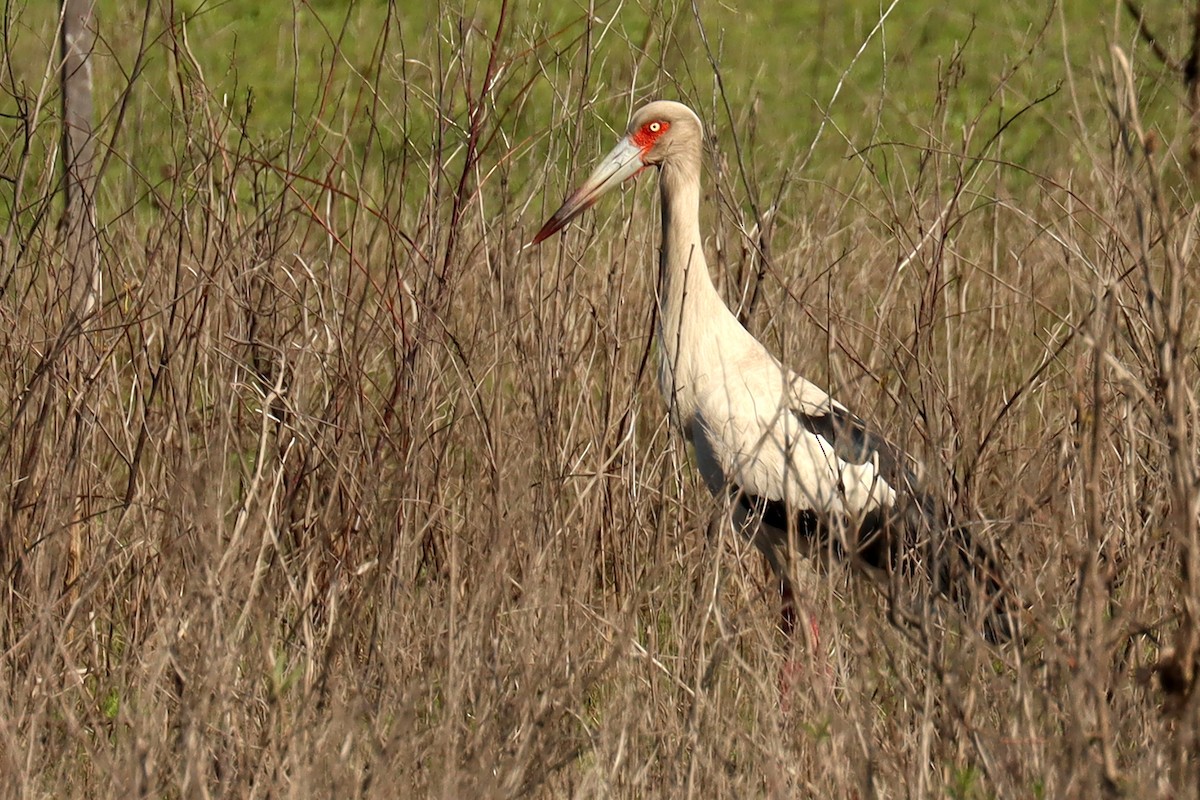 Maguari Stork - ML624116237