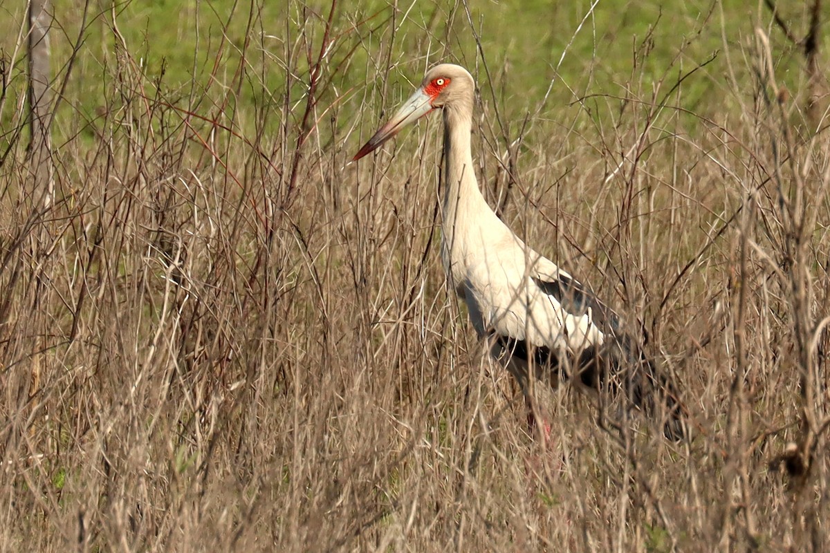 Maguari Stork - ML624116238