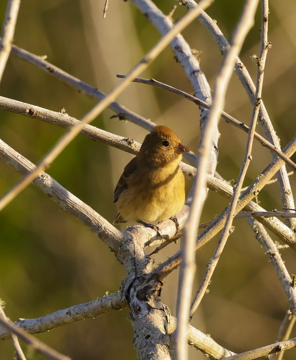 Indigo Bunting - ML624116248