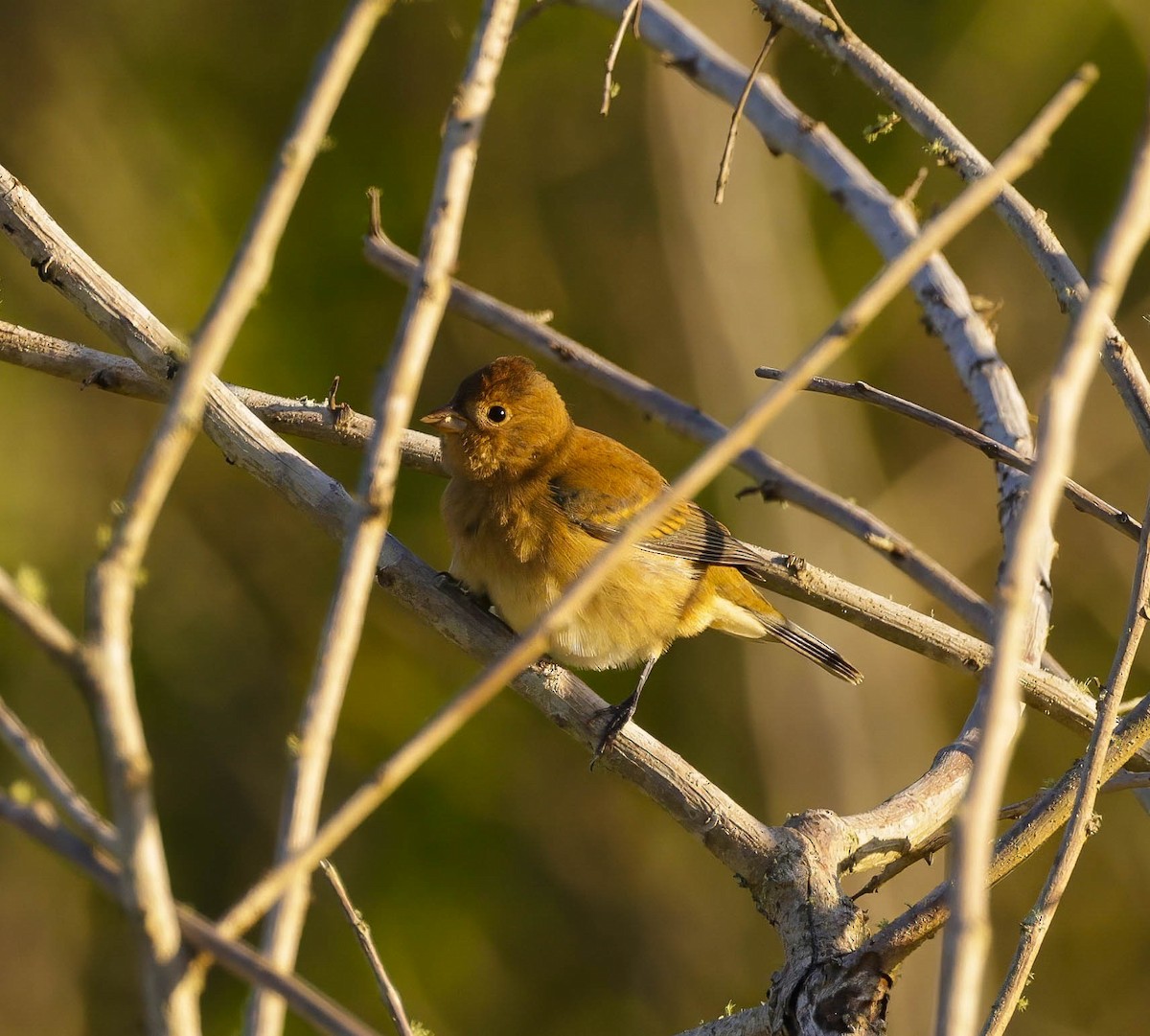 Indigo Bunting - ML624116249